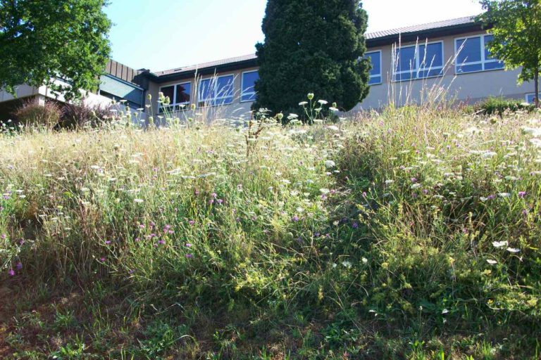 Blühfläche an der Grund- und Mittelschule Bad Bocklet