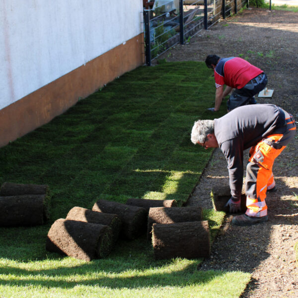 Im ersten Schritt werden 1.000 m² Rollrasen verlegt.