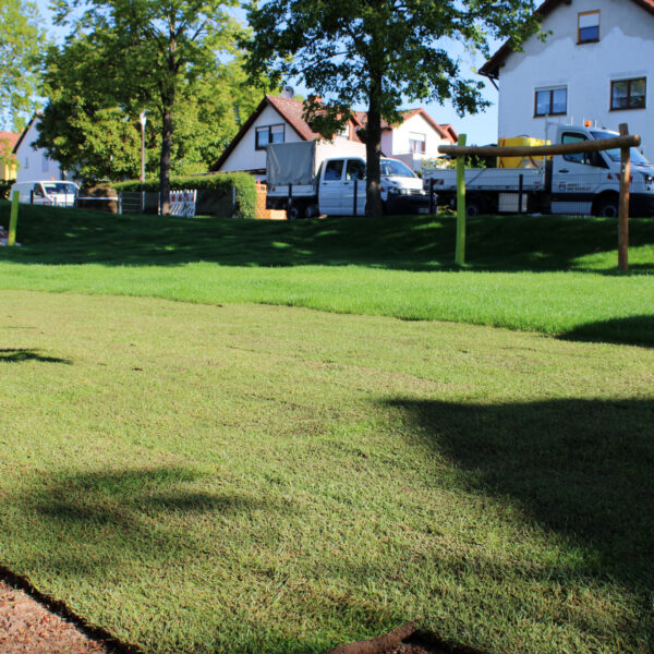 Der Unterschied zum Rollrasen der ersten Lieferung ist deutlich zu erkennen.