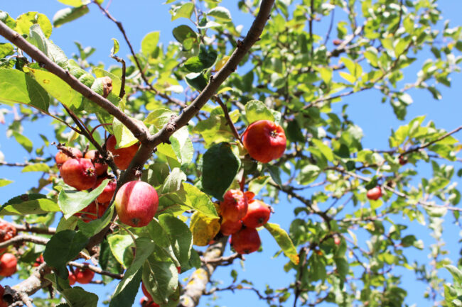Obstbaumschnittkurs in Großenbrach Foto