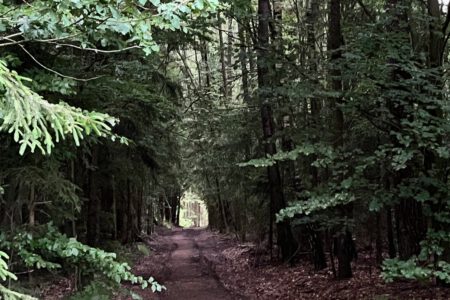 WALDSCHÄTZE – DEN WALD MIT ALLEN SINNEN GENIESSEN