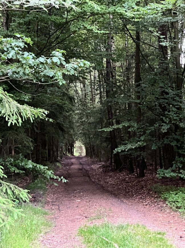 WALDSCHÄTZE – DEN WALD MIT ALLEN SINNEN GENIESSEN Foto