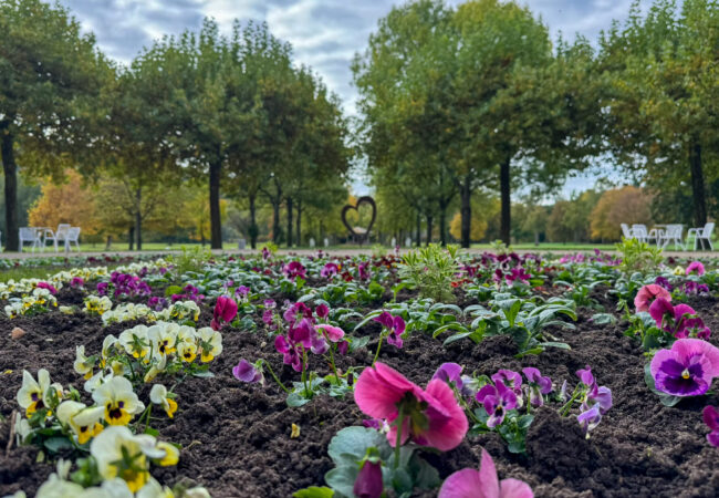 Herbstliche Blütenvielfalt im Kurpark Bad Bocklet