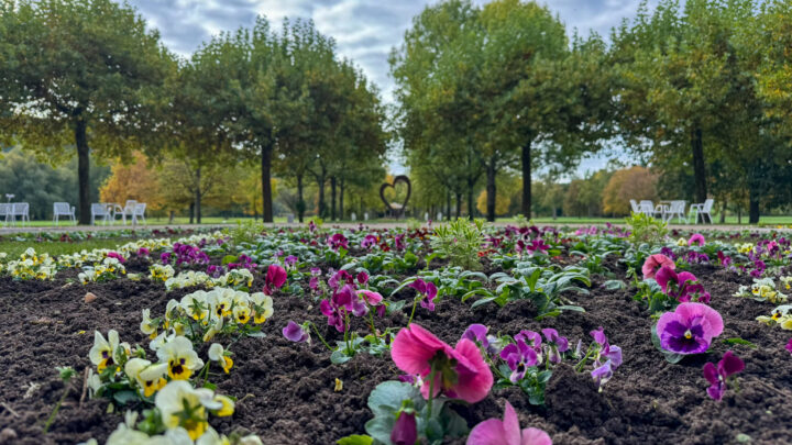 Herbstliche Blütenvielfalt im Kurpark Bad Bocklet