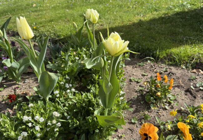 Frühlingszauber im Kurpark Bad Bocklet – Blütenpracht erreicht ihren Höhepunkt zu Ostern