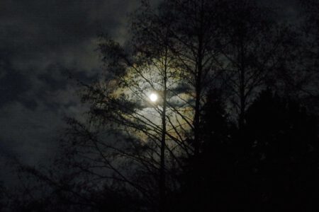 Waldbaden im Mondschein