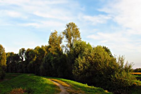 Naturführung &#8222;Was ist denn da am Wegrand?&#8220;