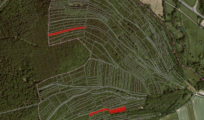 Waldgrundstücke zu verkaufen Foto