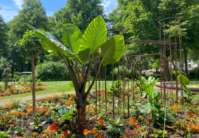 Die Sommerbepflanzung im Kurpark Bad Bocklet besticht auf verschiedenen Ebenen!