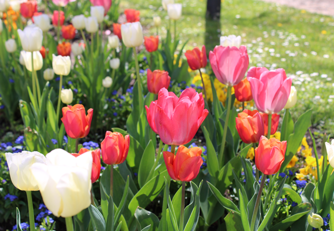 Die Frühjahrsbepflanzung im Kurgarten