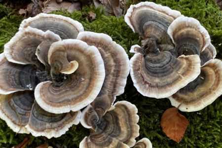 Einblick in die Welt der Vital- und Heilpilze