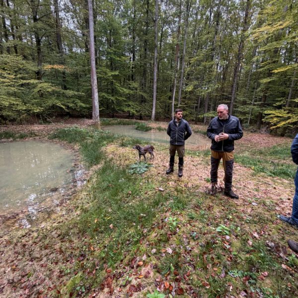 Wasserrückhalt im Wald