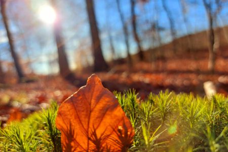 Kräuterführung Waldschätze
