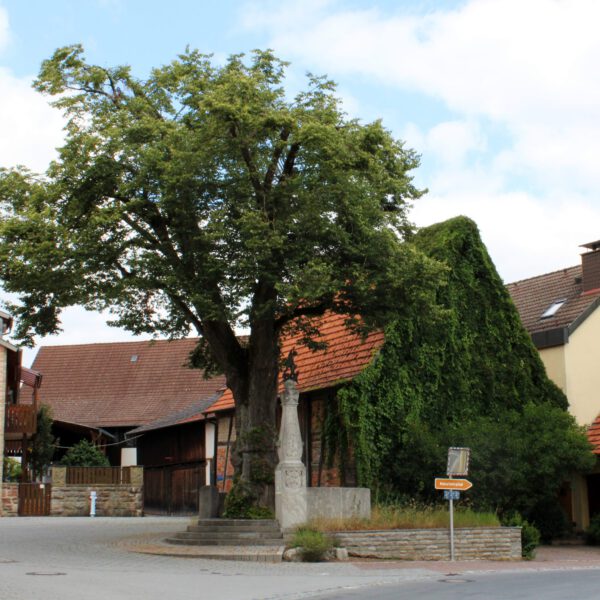 alte Linde in der Ortsmitte von Aschach