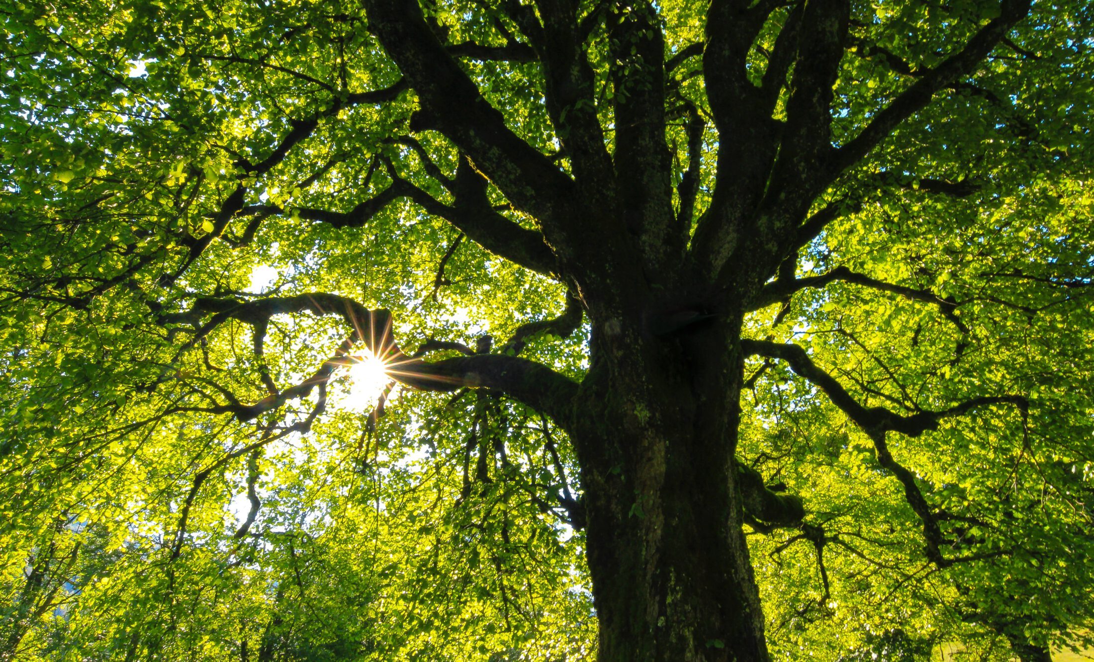 Großer, gewaltiger Baum, der von der Sonne angestrahlt wird