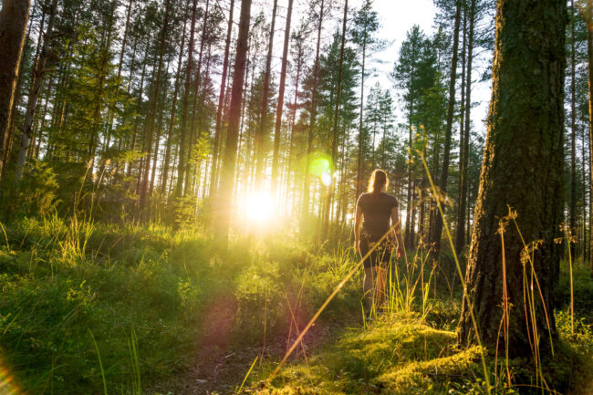 Walderlebnisführung Foto