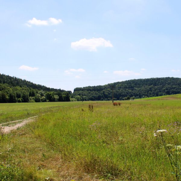 Saalewiese im Fränkischen Saaletal in Bad Bocklet