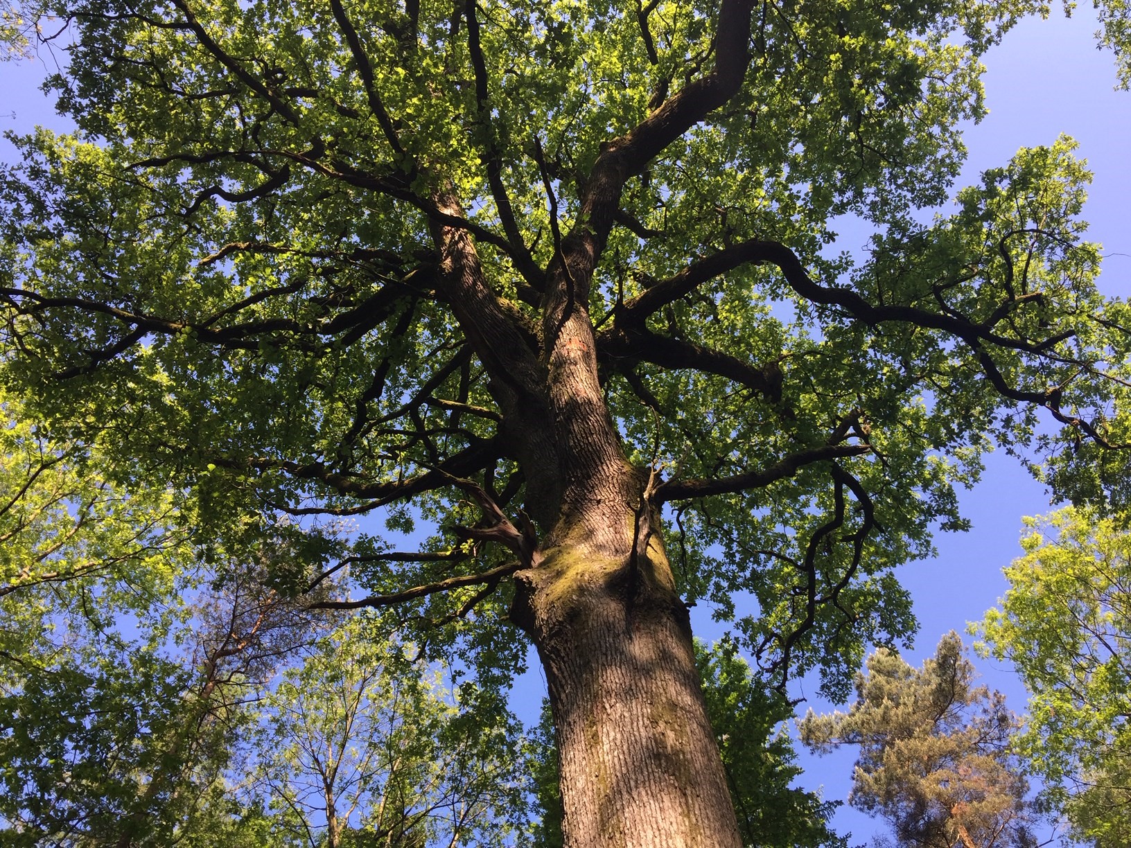 Ein groß gewachsener Baum