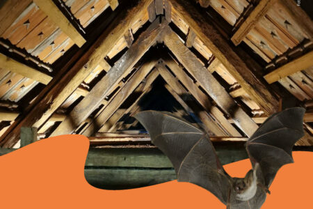 Vortrag „Lebensraum Kirchturm: Ausflug in die Welt der Vögel und Fledermäuse“