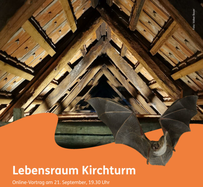 Vortrag „Lebensraum Kirchturm: Ausflug in die Welt der Vögel und Fledermäuse“ Foto