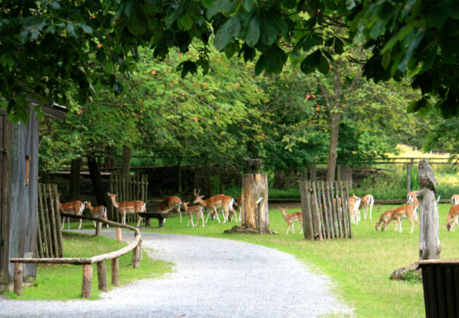Ausflug in den Wildtierpark Klaushof